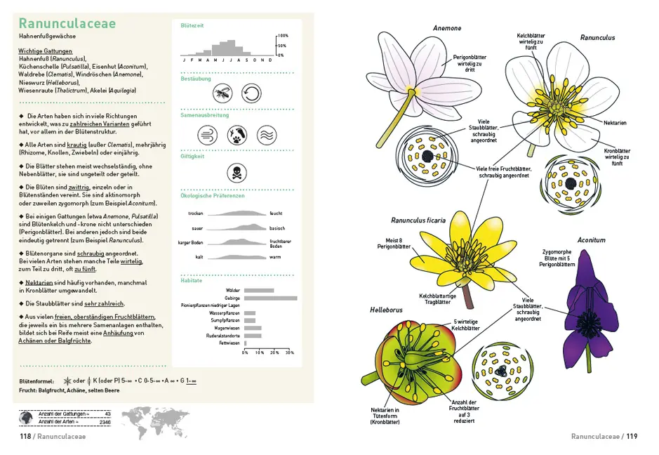 Beispielinhalt (Bild) Botanische Grundkenntnisse auf einen Blick
