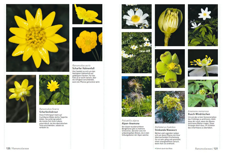 Beispielinhalt (Bild) Botanische Grundkenntnisse auf einen Blick
