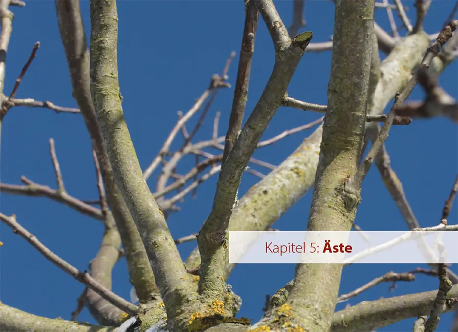 Beispielinhalt (Bild) Obstbäume verstehen