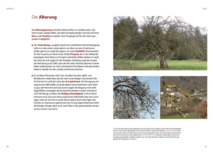 Beispielinhalt (Bild) Obstbäume verstehen