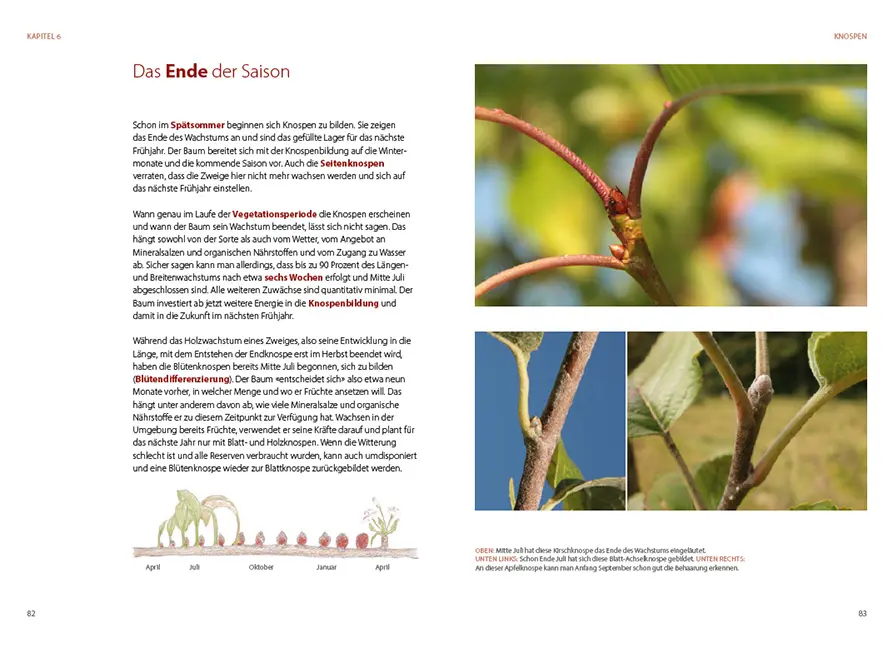 Beispielinhalt (Bild) Obstbäume verstehen