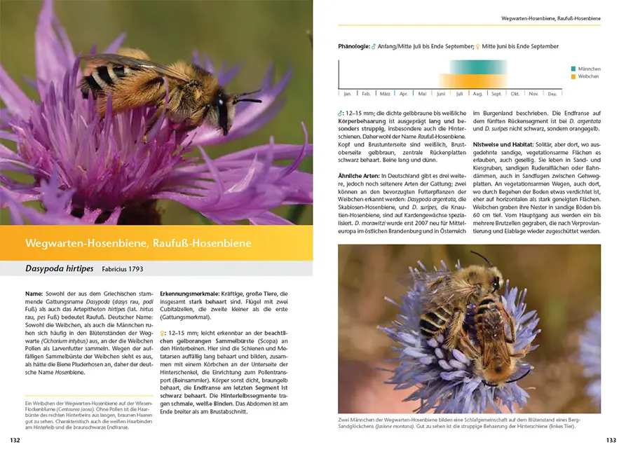 Beispielinhalt (Bild) Wildbienen artgerecht unterstützen