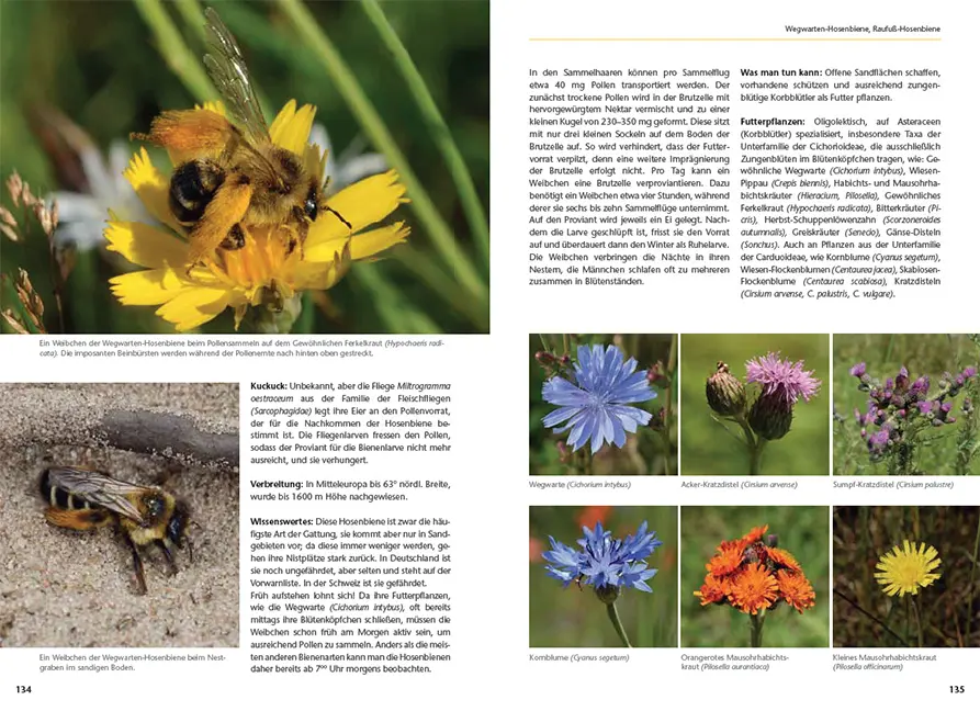 Beispielinhalt (Bild) Wildbienen artgerecht unterstützen