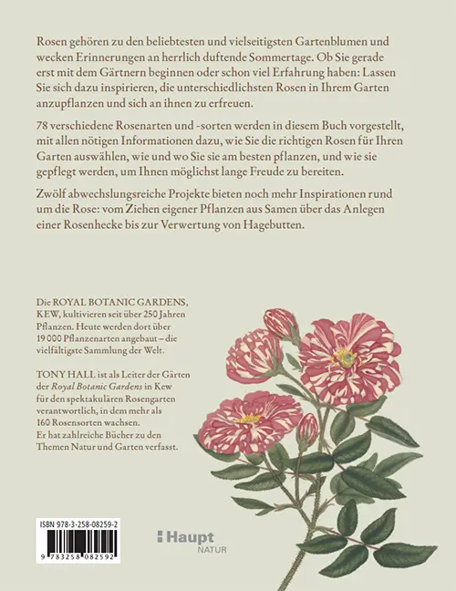 Beispielinhalt (Bild) Rosen