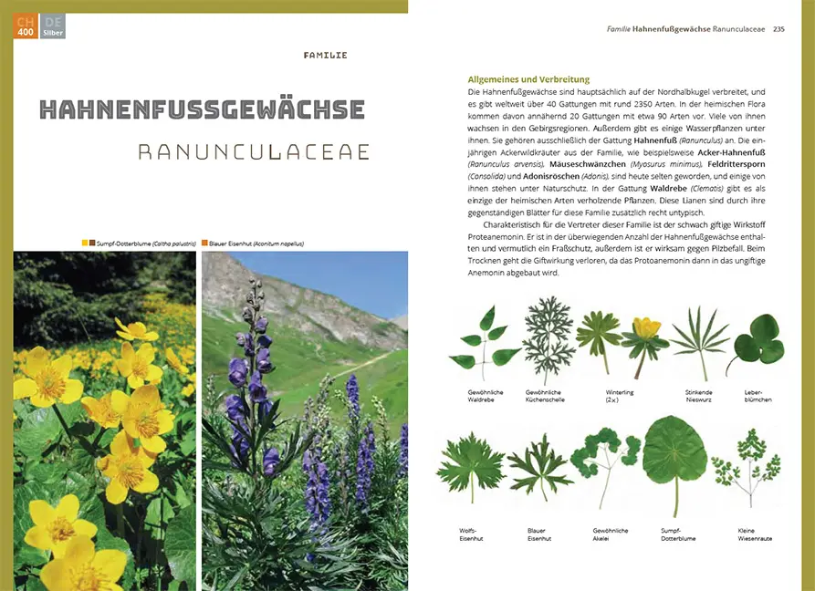 Beispielinhalt (Bild) Grundlagen der Feldbotanik