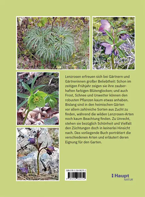 Beispielinhalt (Bild) Lenzrosen