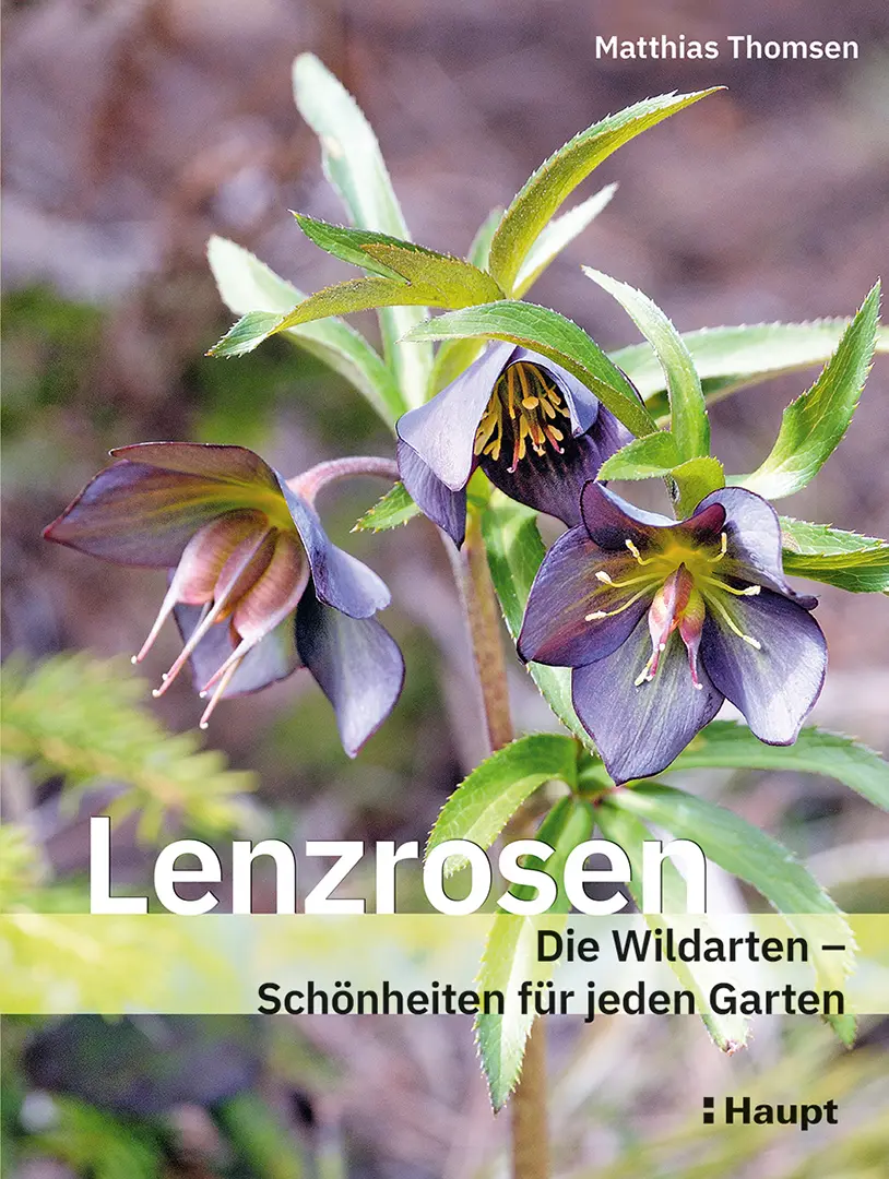 Vorderes Coverbild Lenzrosen