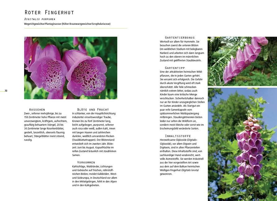 Beispielinhalt (Bild) Gefährliche Schönheiten - Giftpflanzen im Garten