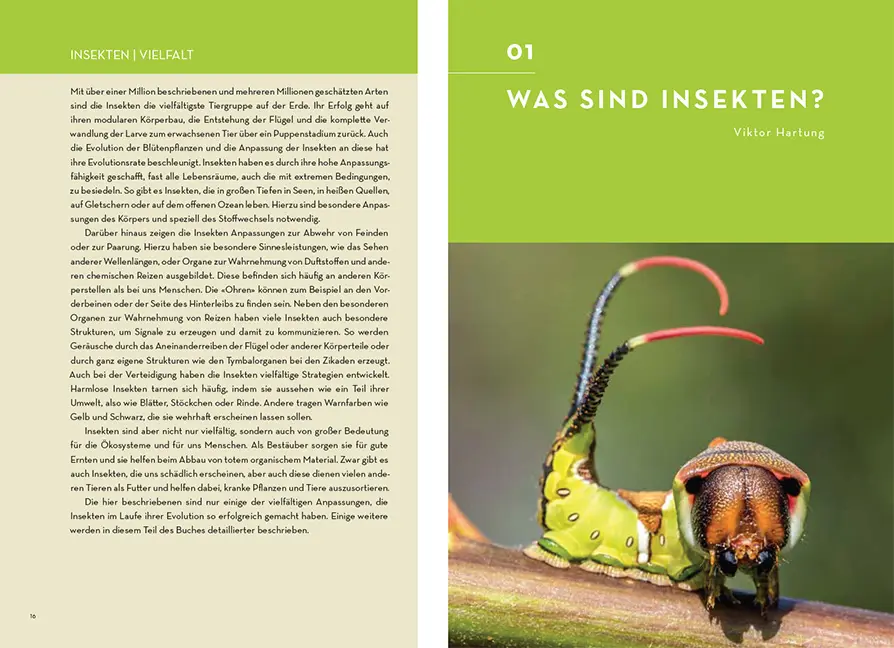 Beispielinhalt (Bild) Facettenreiche Insekten