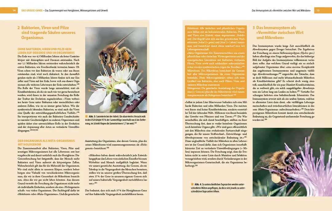 Beispielinhalt (Bild) Bienenbau und Bienenbeute