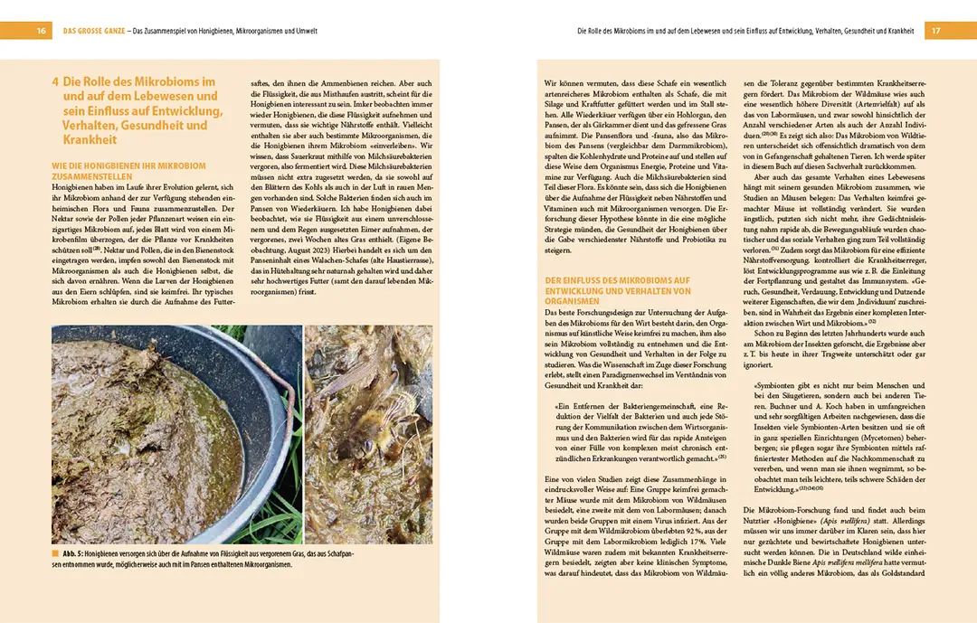 Beispielinhalt (Bild) Bienenbau und Bienenbeute