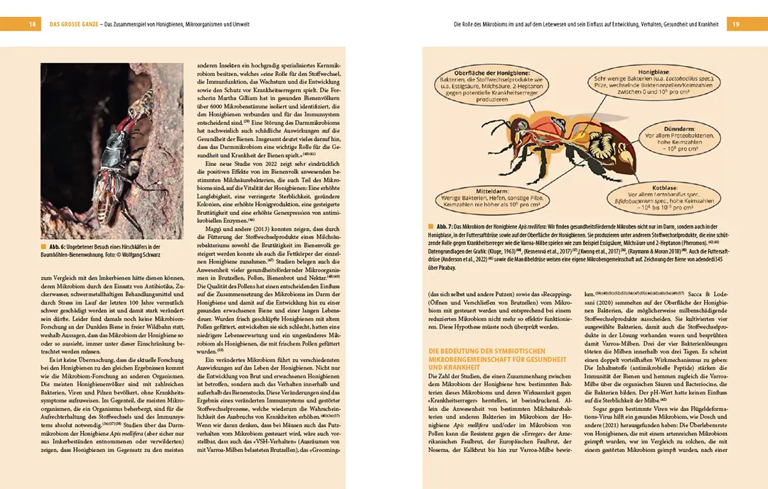Beispielinhalt (Bild) Bienenbau und Bienenbeute