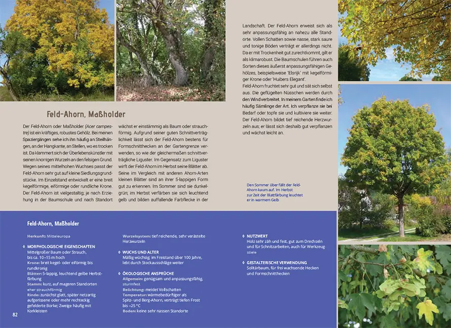 Beispielinhalt (Bild) Mein Gartenbaum - klimarobust und klimaschützend