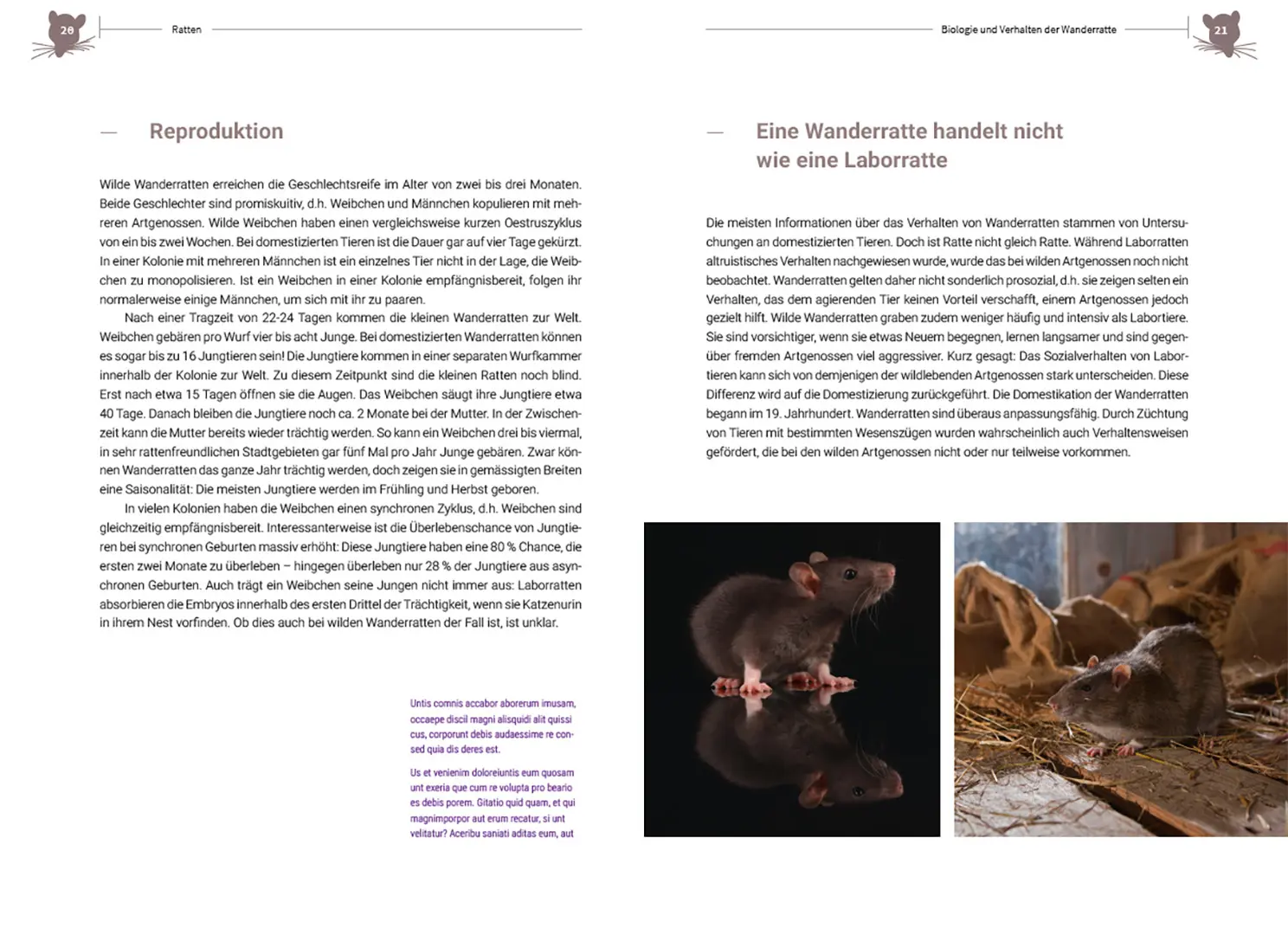 Beispielinhalt (Bild) Ratten