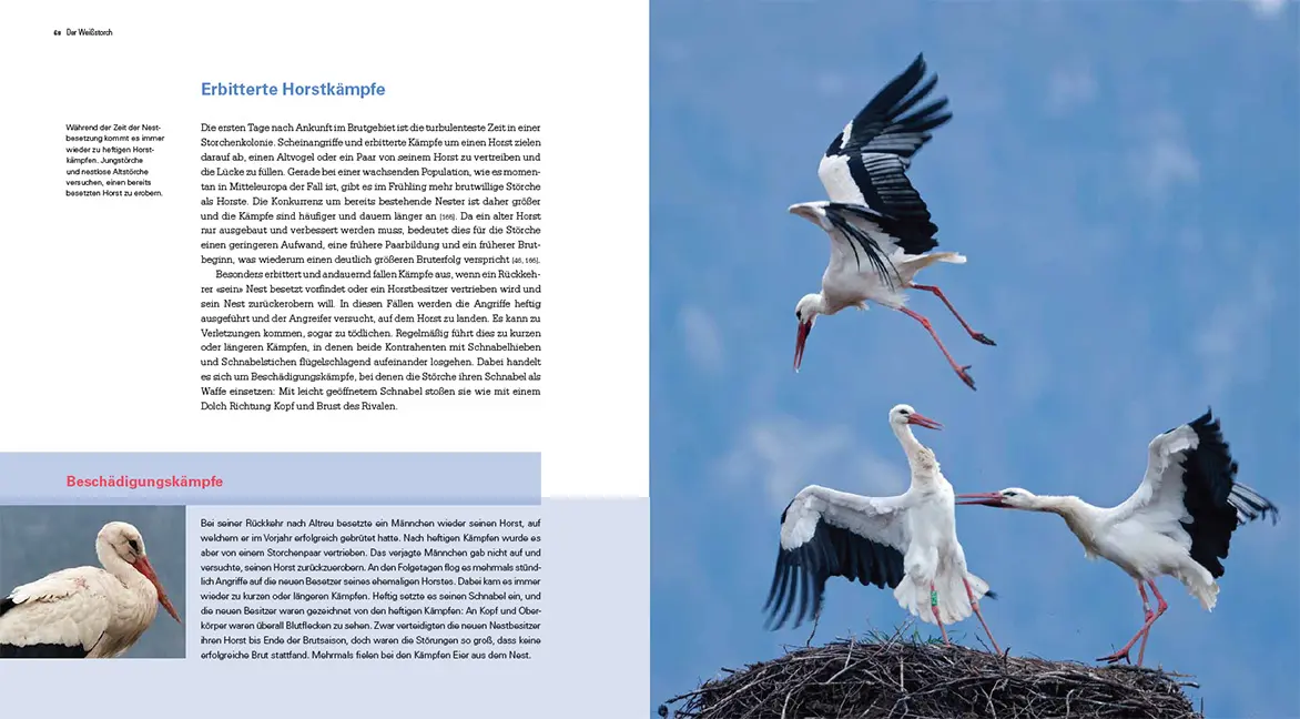 Beispielinhalt (Bild) Der Weißstorch