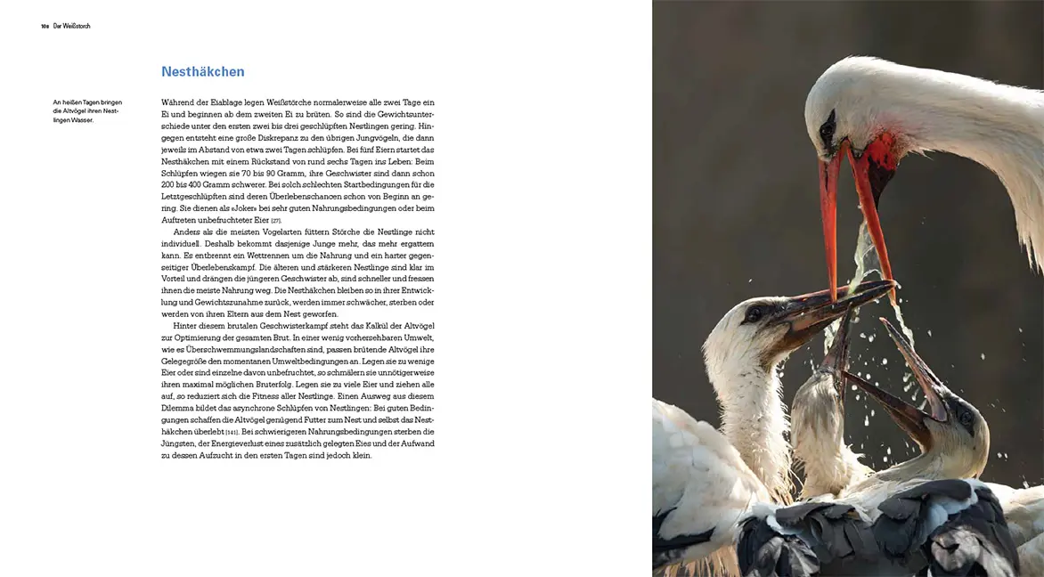 Beispielinhalt (Bild) Der Weißstorch