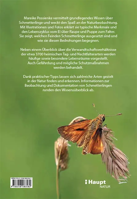 Beispielinhalt (Bild) Schmetterlingswissen