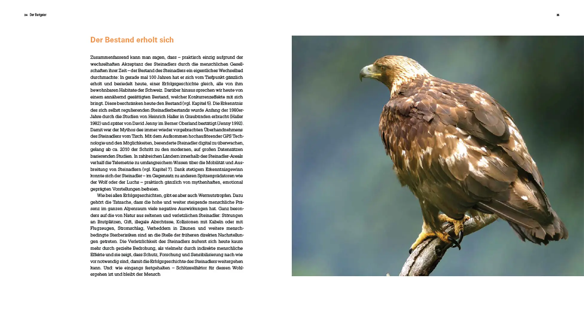 Beispielinhalt (Bild) Der Steinadler