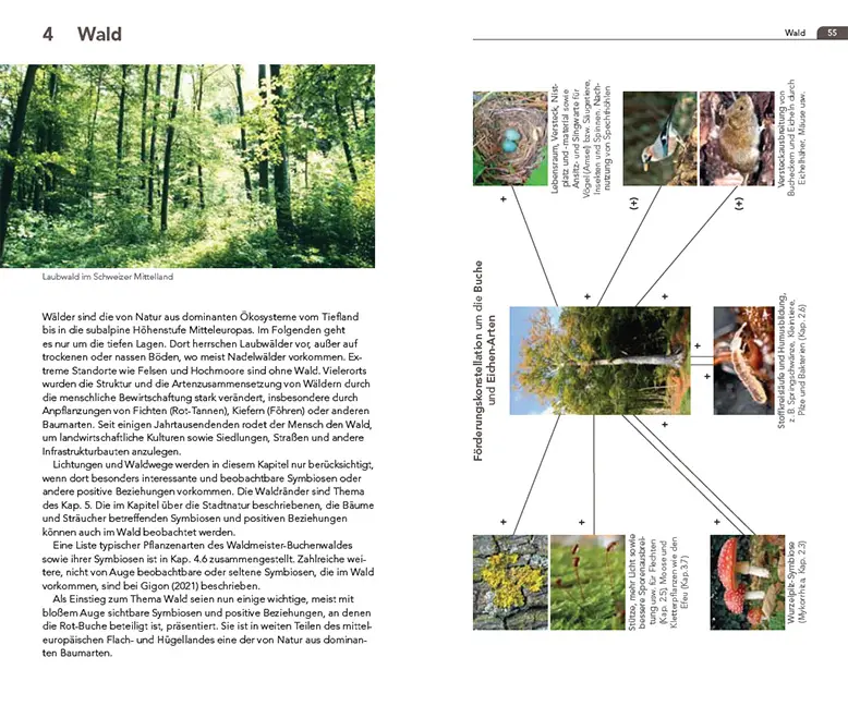 Beispielinhalt (Bild) Symbiosen beobachten