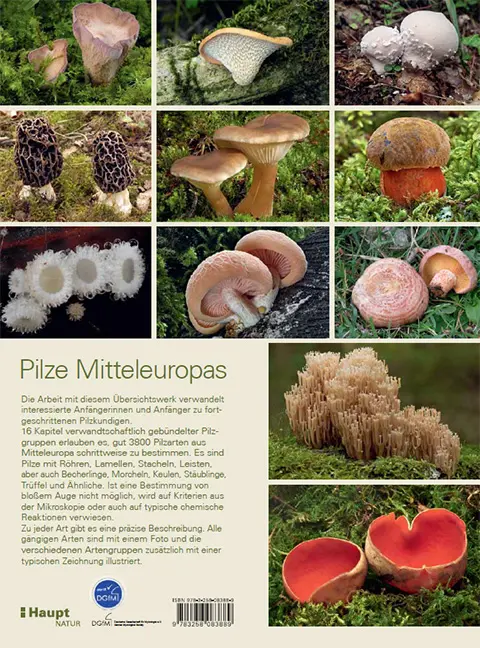 Beispielinhalt (Bild) Pilze Mitteleuropas