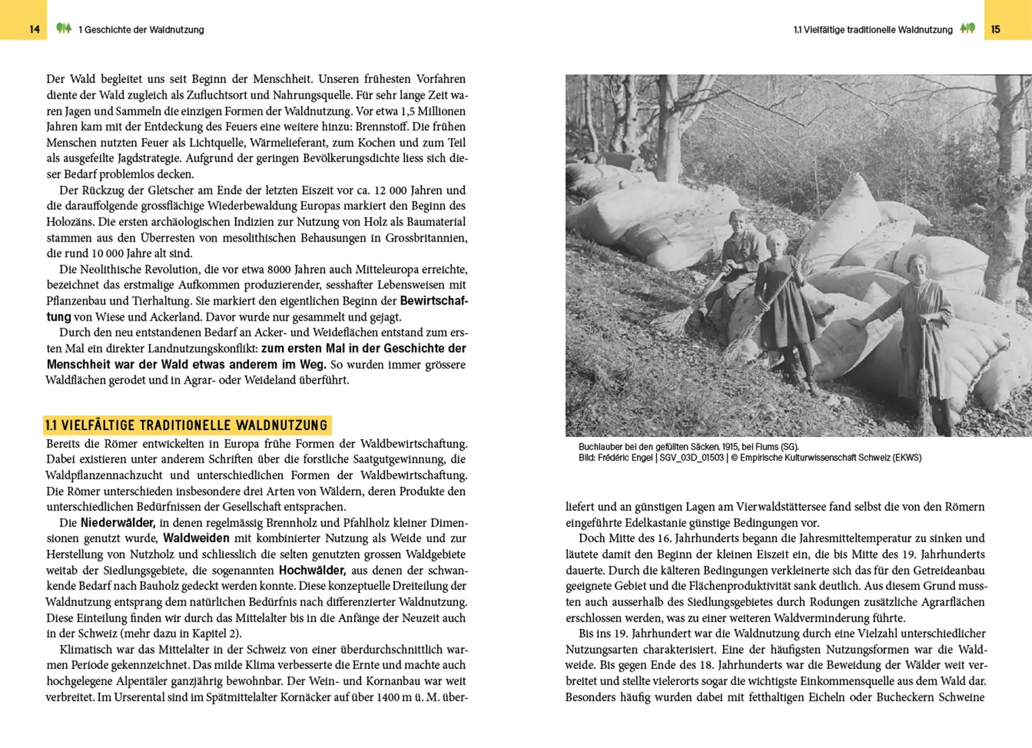 Beispielinhalt (Bild) Waldbewirtschaftung in der Schweiz