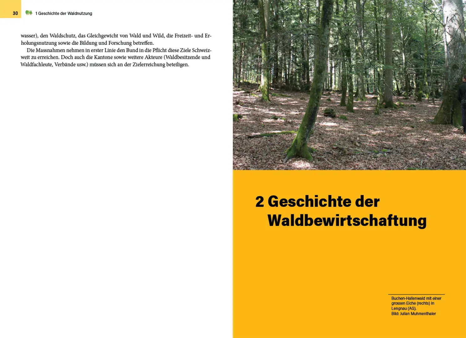 Beispielinhalt (Bild) Waldbewirtschaftung in der Schweiz