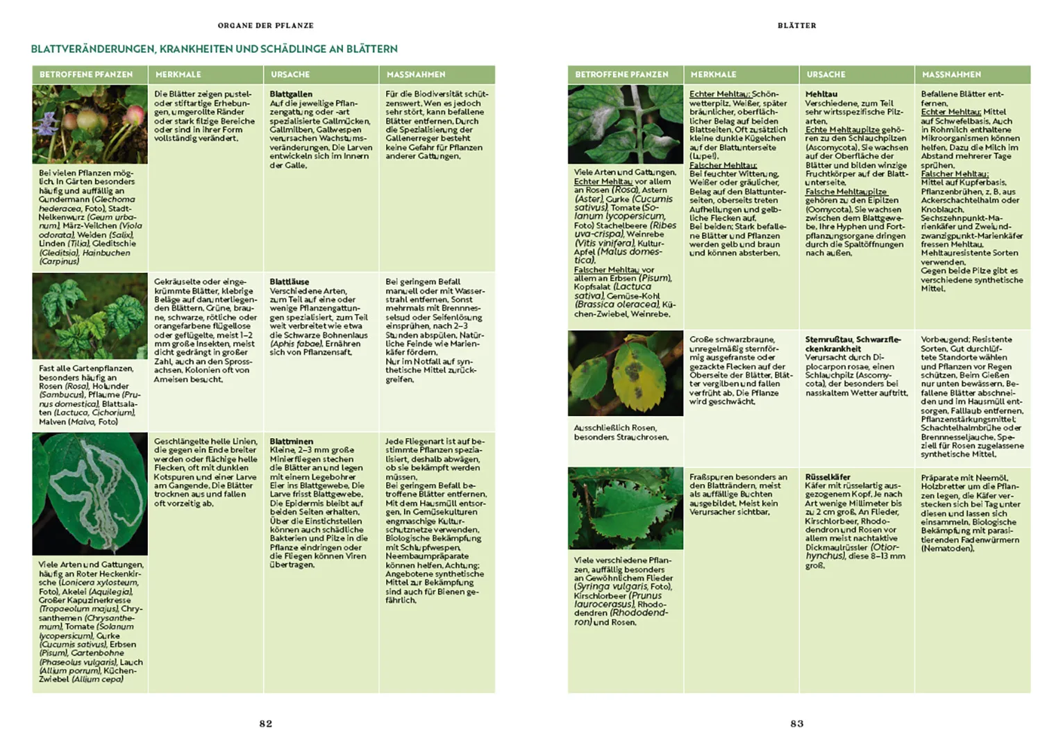 Beispielinhalt (Bild) Gartenbotanik