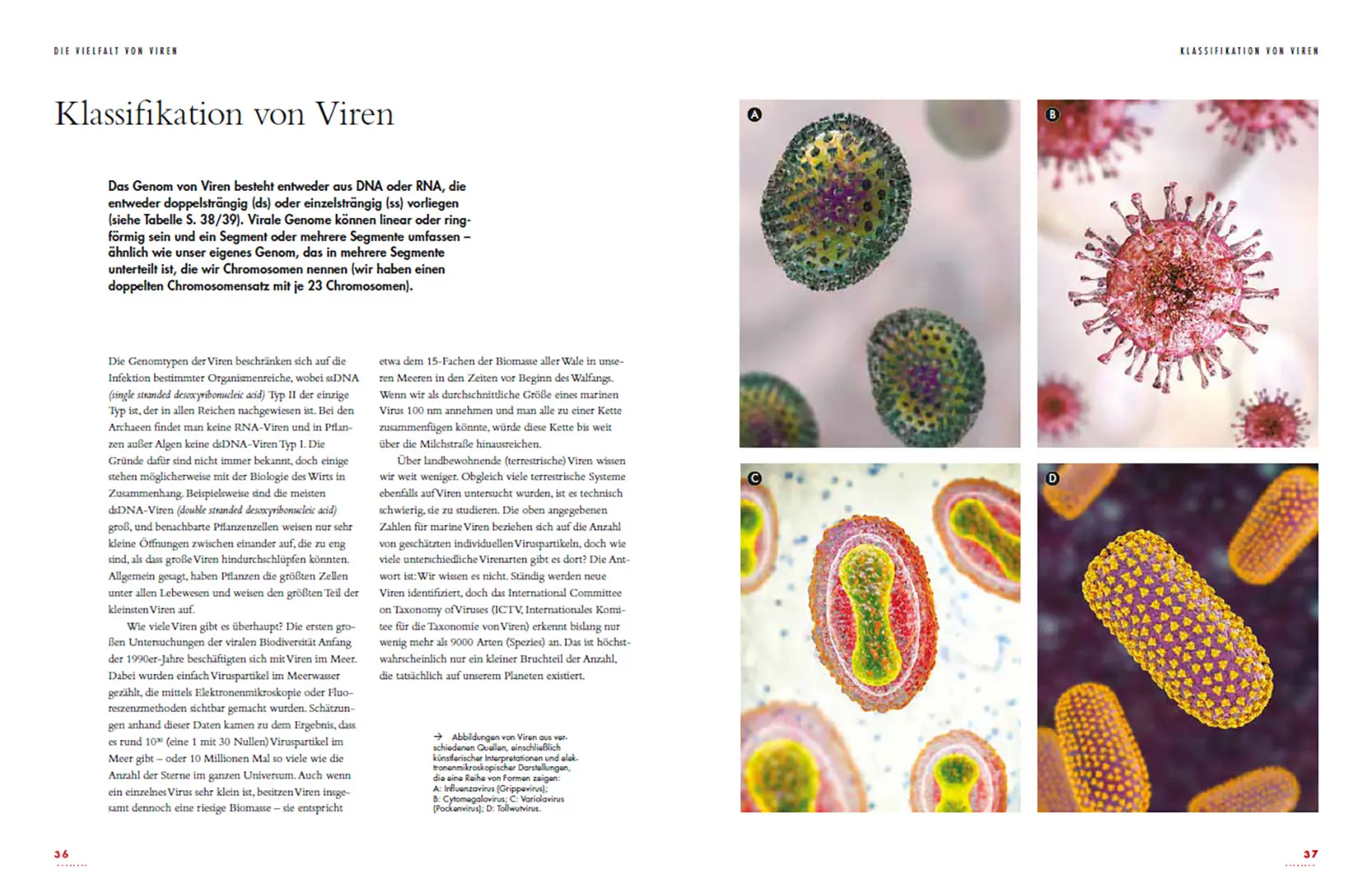 Beispielinhalt (Bild) Viren