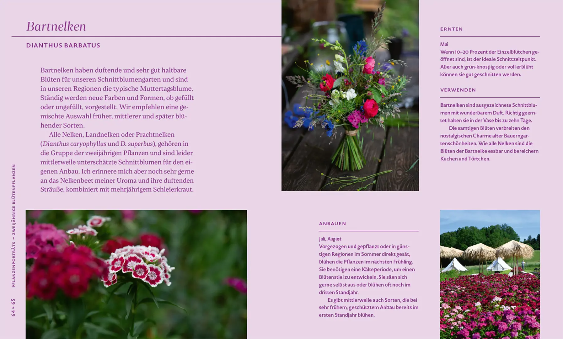 Beispielinhalt (Bild) Nachhaltige Schnittblumen
