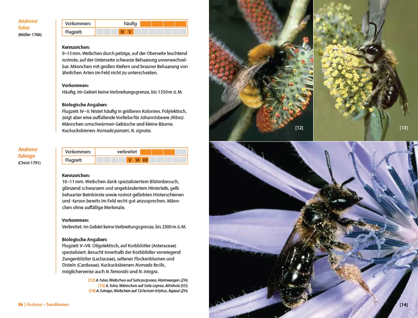 Beispielinhalt (Bild) Bienen Mitteleuropas