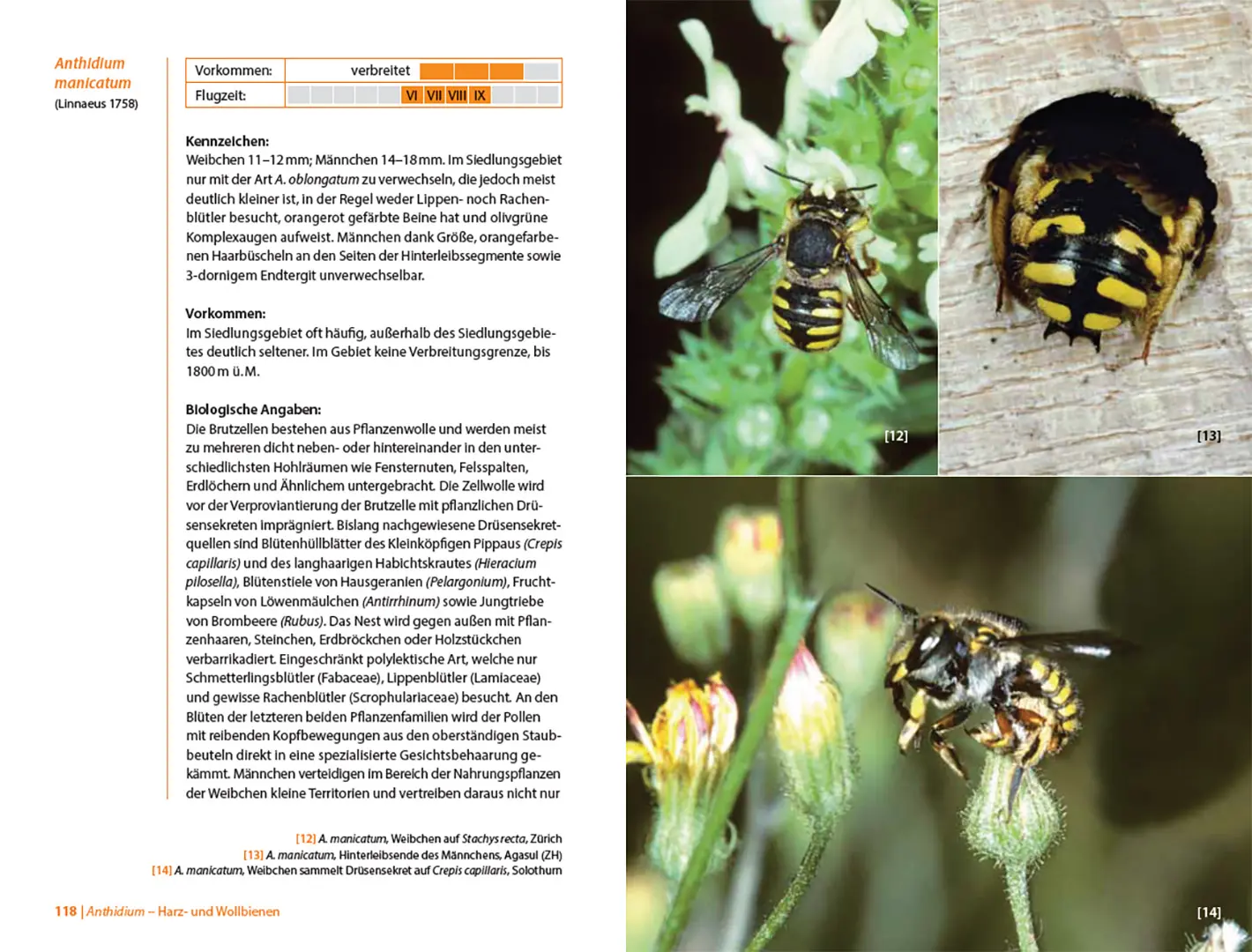 Beispielinhalt (Bild) Bienen Mitteleuropas