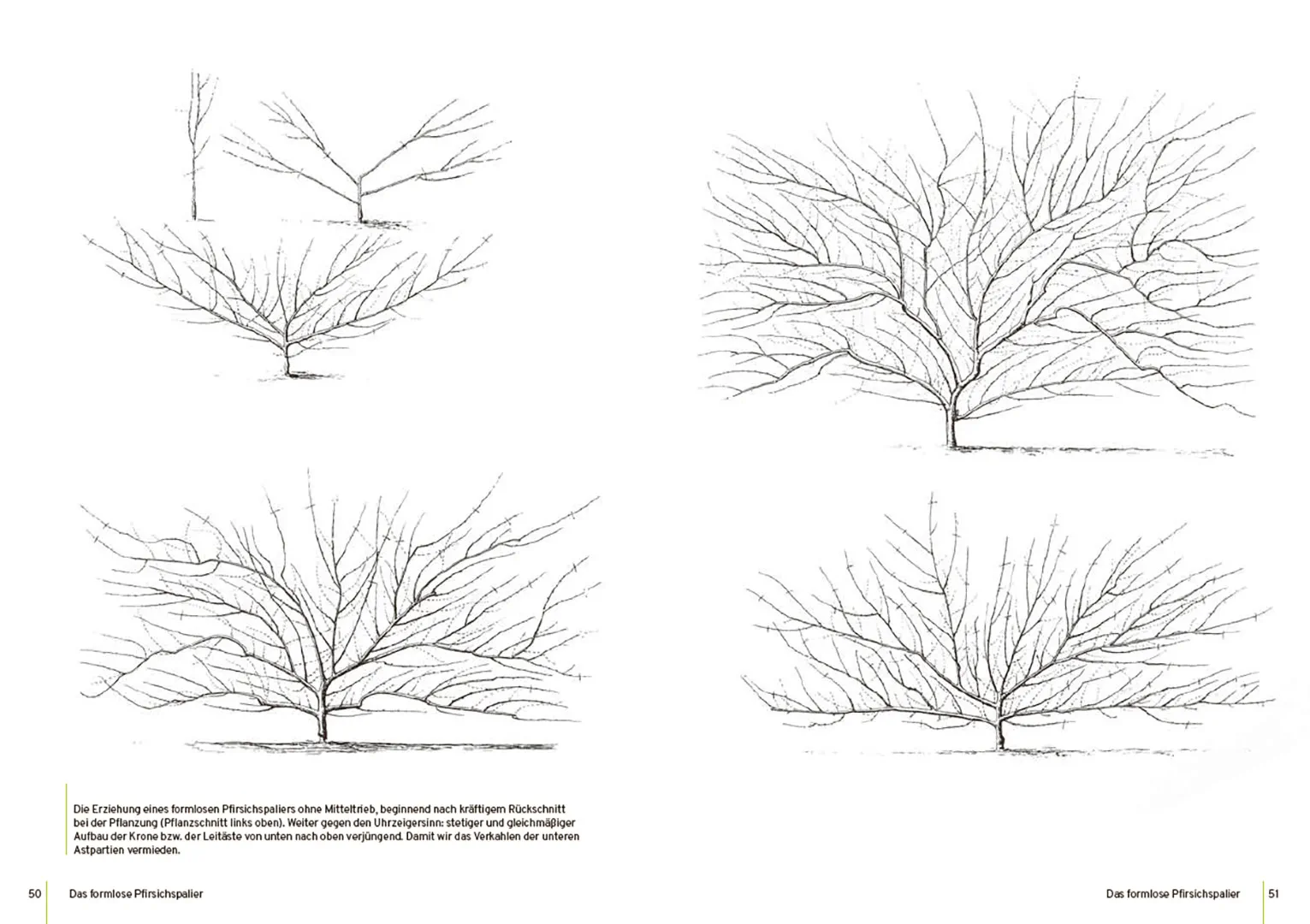 Beispielinhalt (Bild) Spalierobst