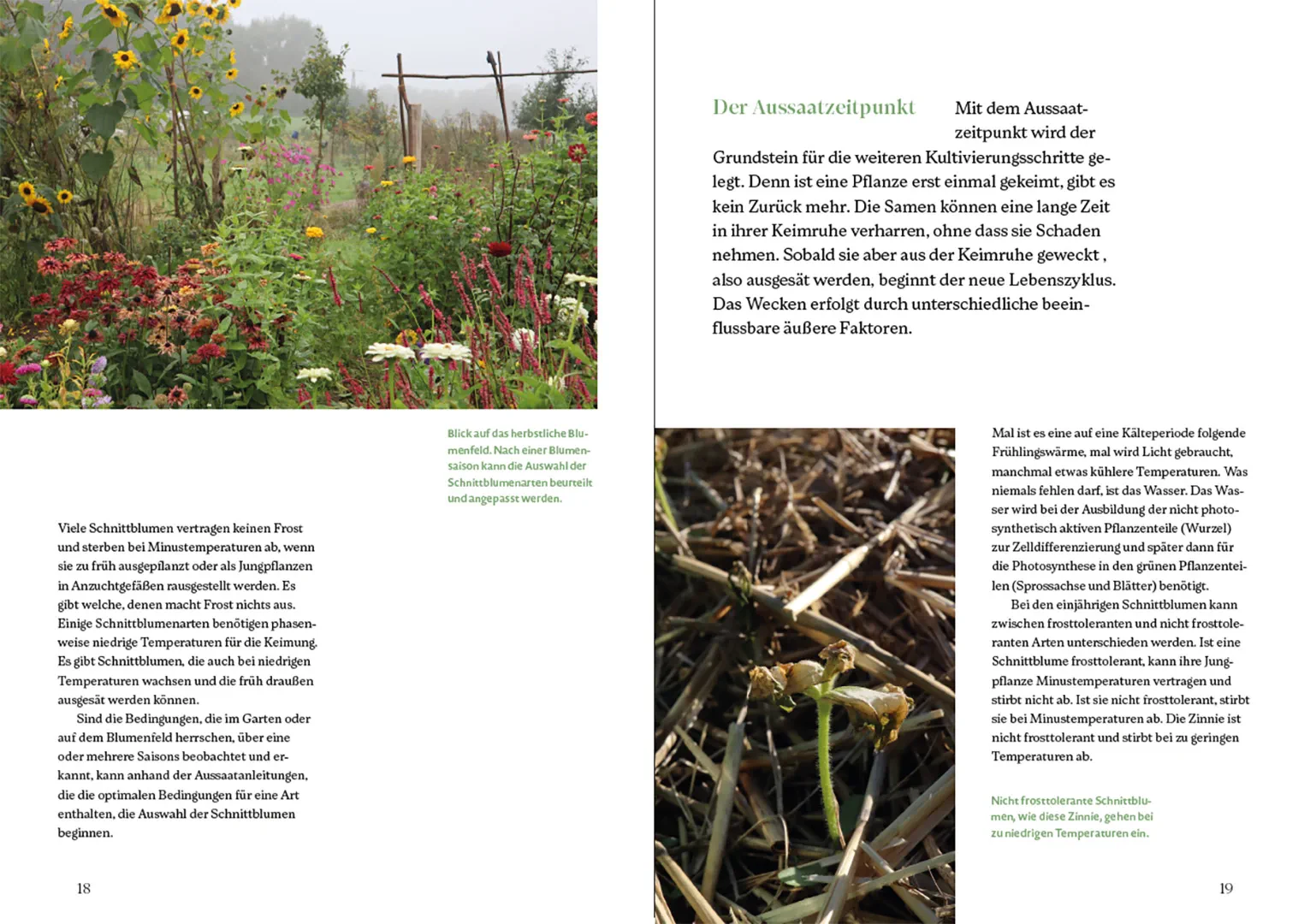 Beispielinhalt (Bild) Blütenreich – Schnittblumen mit Herz und Hand vermehren