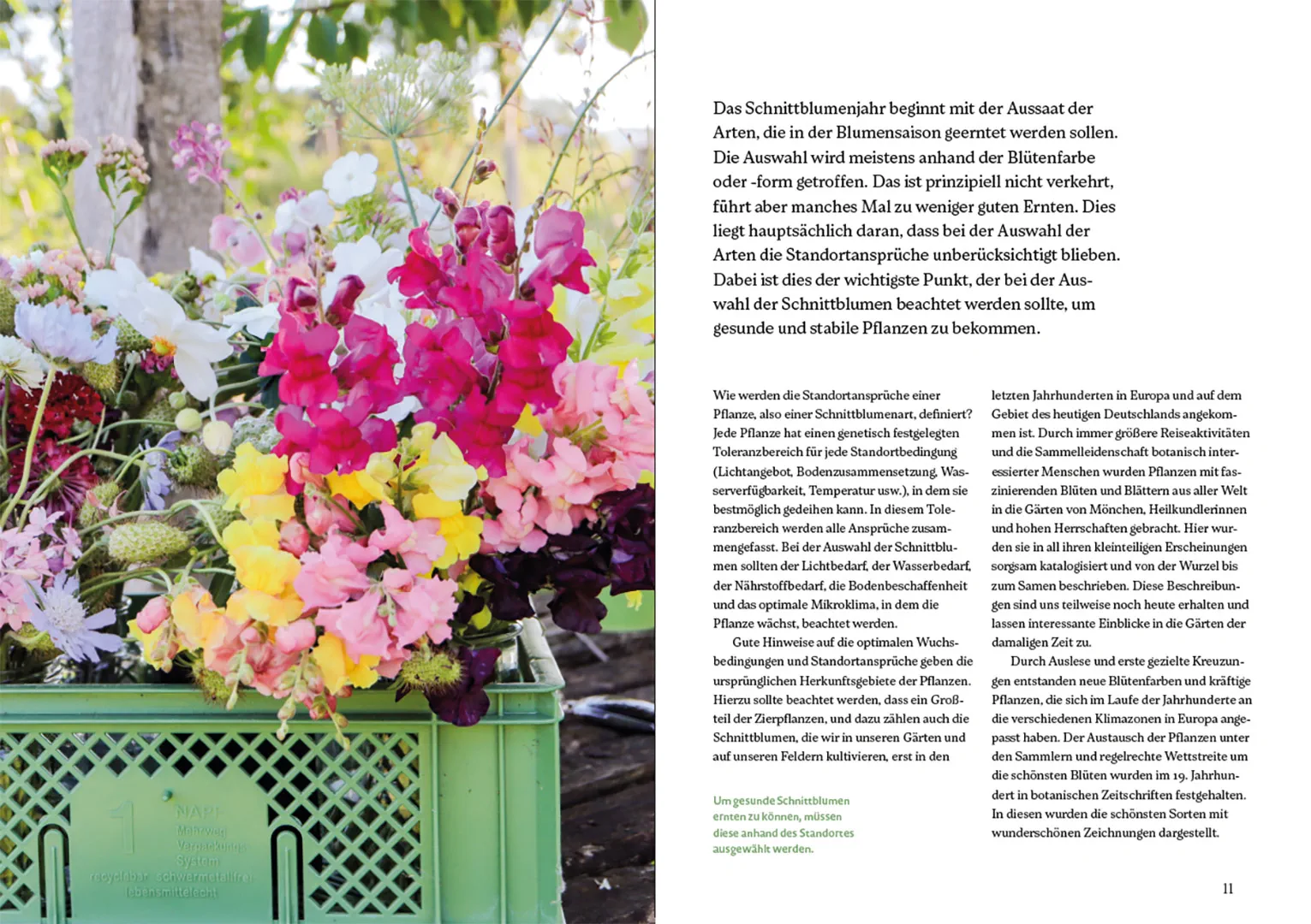 Beispielinhalt (Bild) Blütenreich – Schnittblumen mit Herz und Hand vermehren