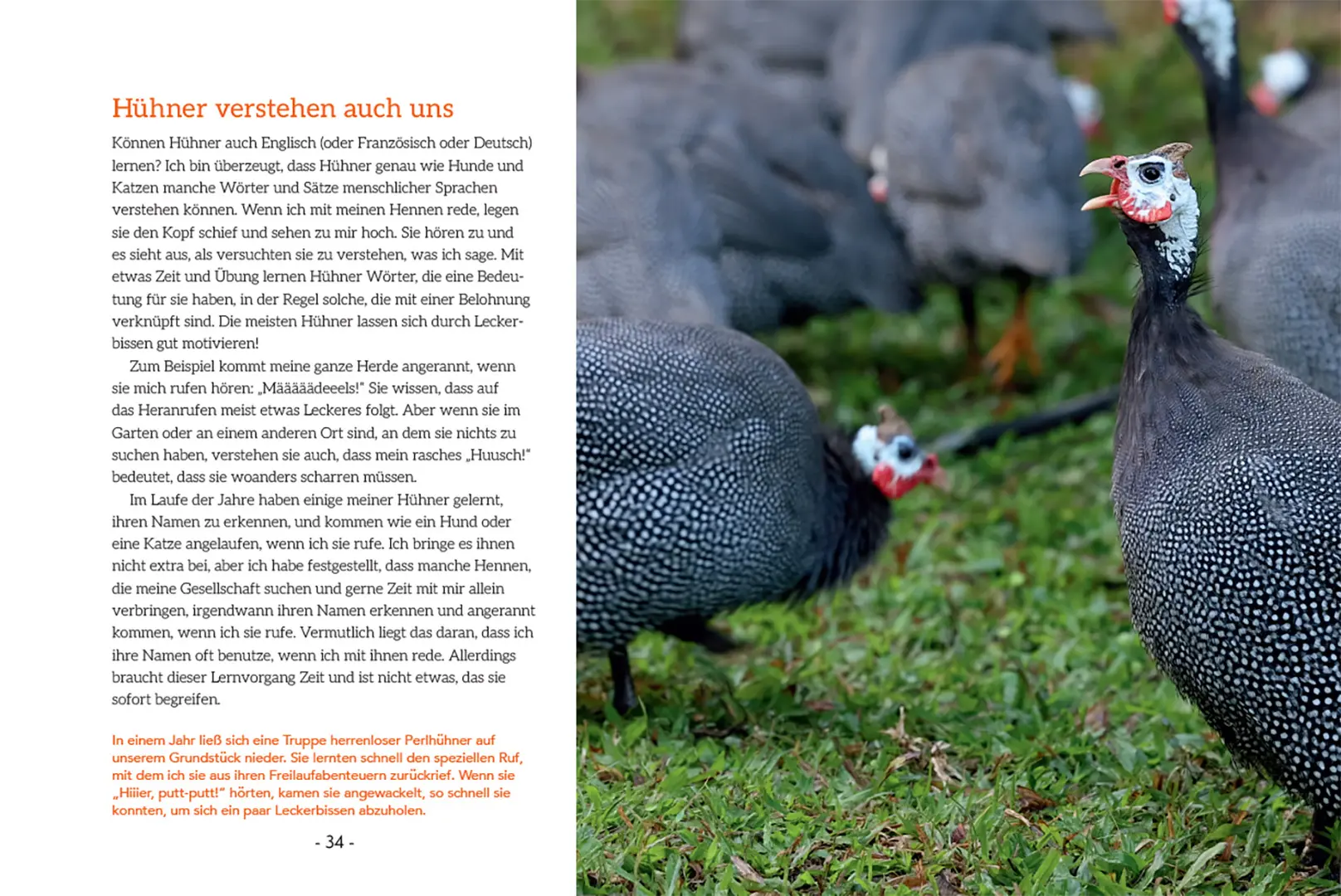 Beispielinhalt (Bild) How to Read a Chicken's Mind