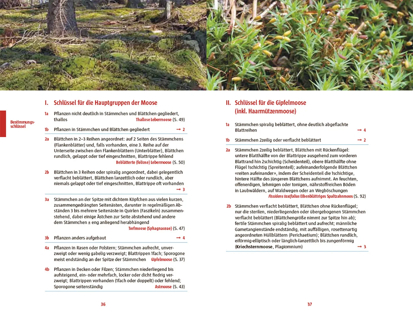 Beispielinhalt (Bild) Moose des Waldbodens