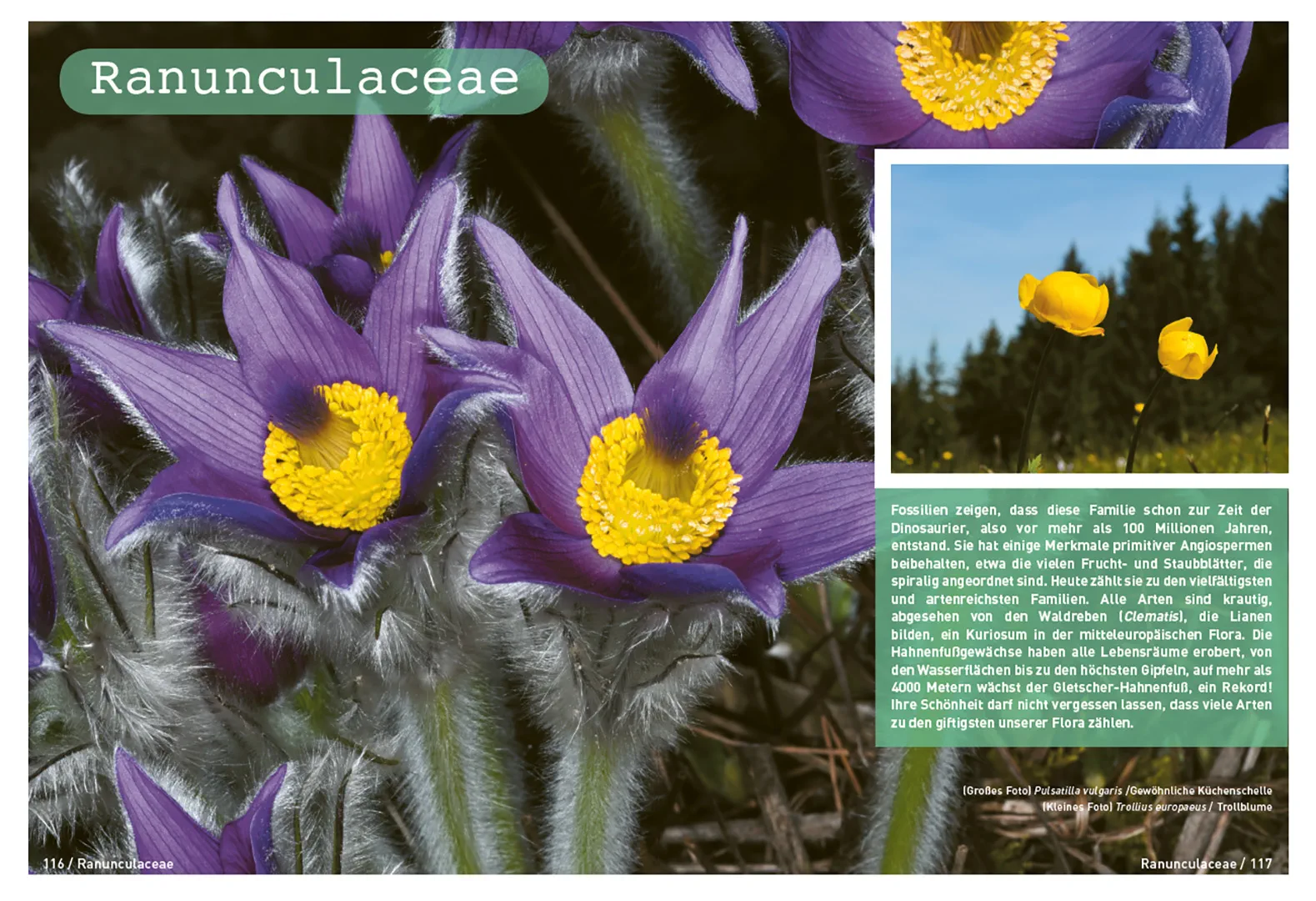 Beispielinhalt (Bild) Botanische Grundkenntnisse auf einen Blick