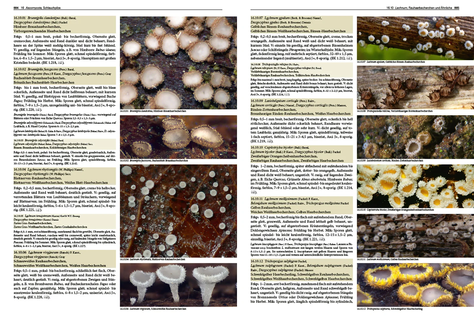 Beispielinhalt (Bild) Pilze Mitteleuropas