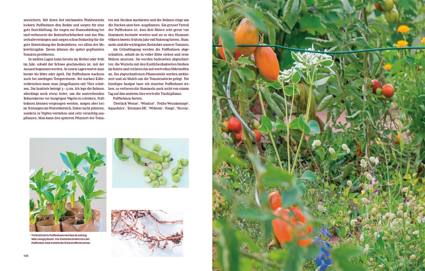 Beispielinhalt (Bild) Tomatenglück