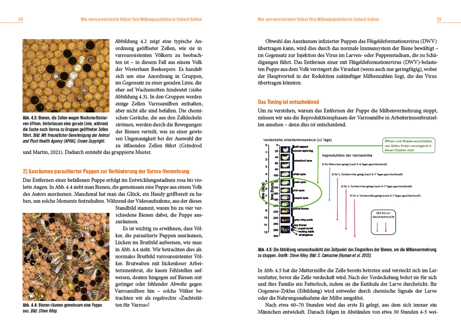 Beispielinhalt (Bild) Die Lösung der Honigbiene für das Varroa-Problem