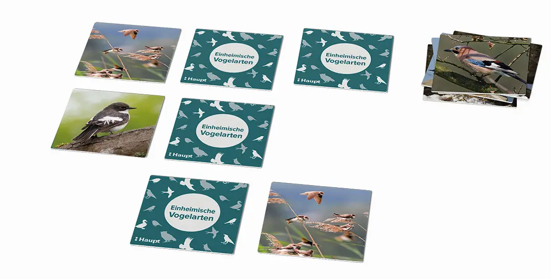 Beispielinhalt (Bild) Einheimische Vogelarten – das Memo-Spiel