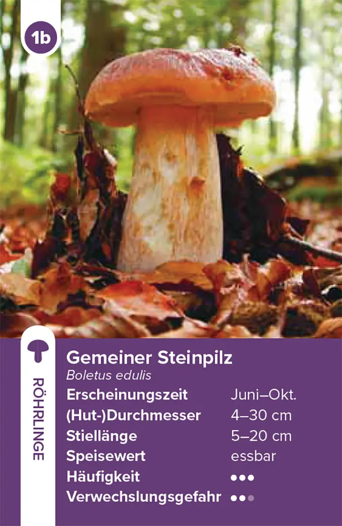 Beispielinhalt (Bild) Einheimische Pilze – das Quartett-Spiel