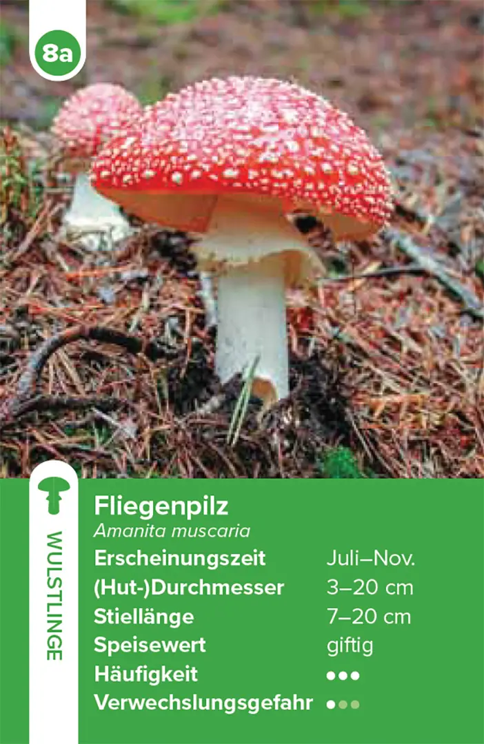 Beispielinhalt (Bild) Einheimische Pilze – das Quartett-Spiel