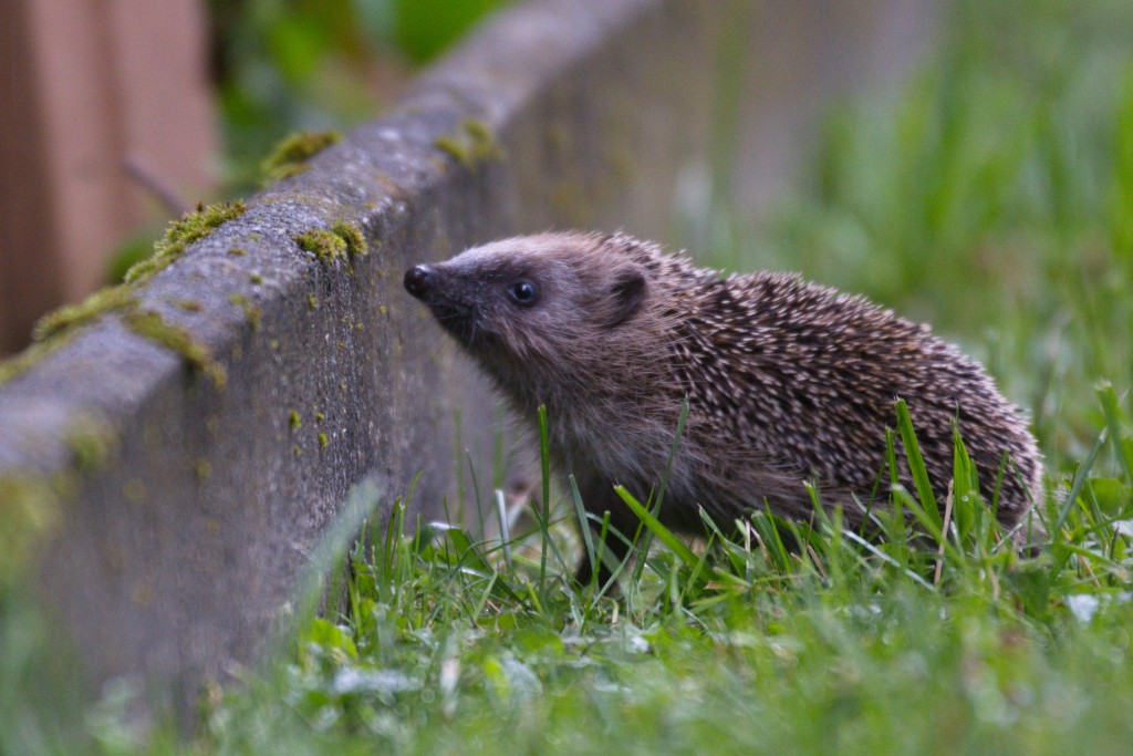 Der Igel - Nachbar und Wildtier