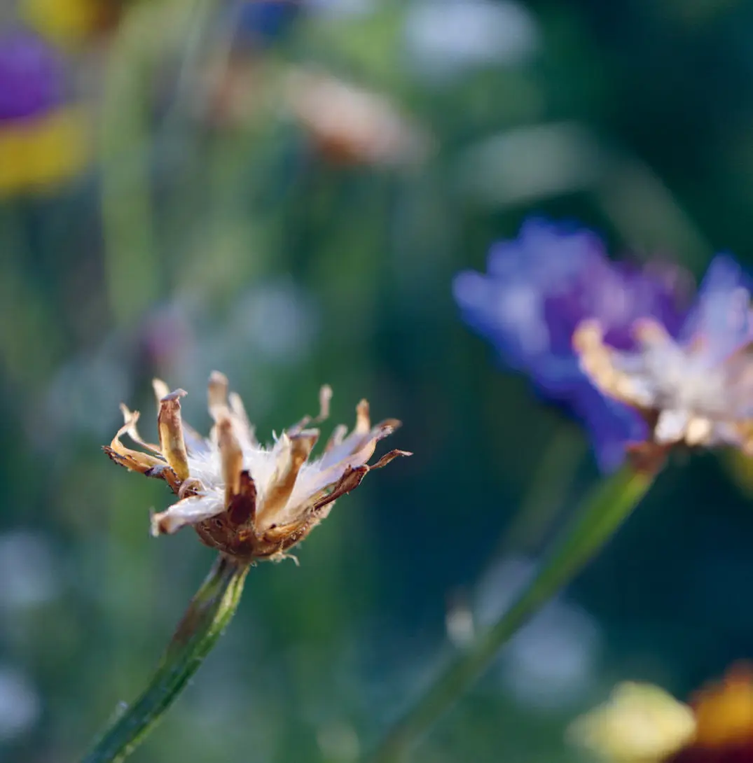 151r_Mller-Navarra_Bltenreich_9783258084459(c)Annika Mller-Navarra_RGB