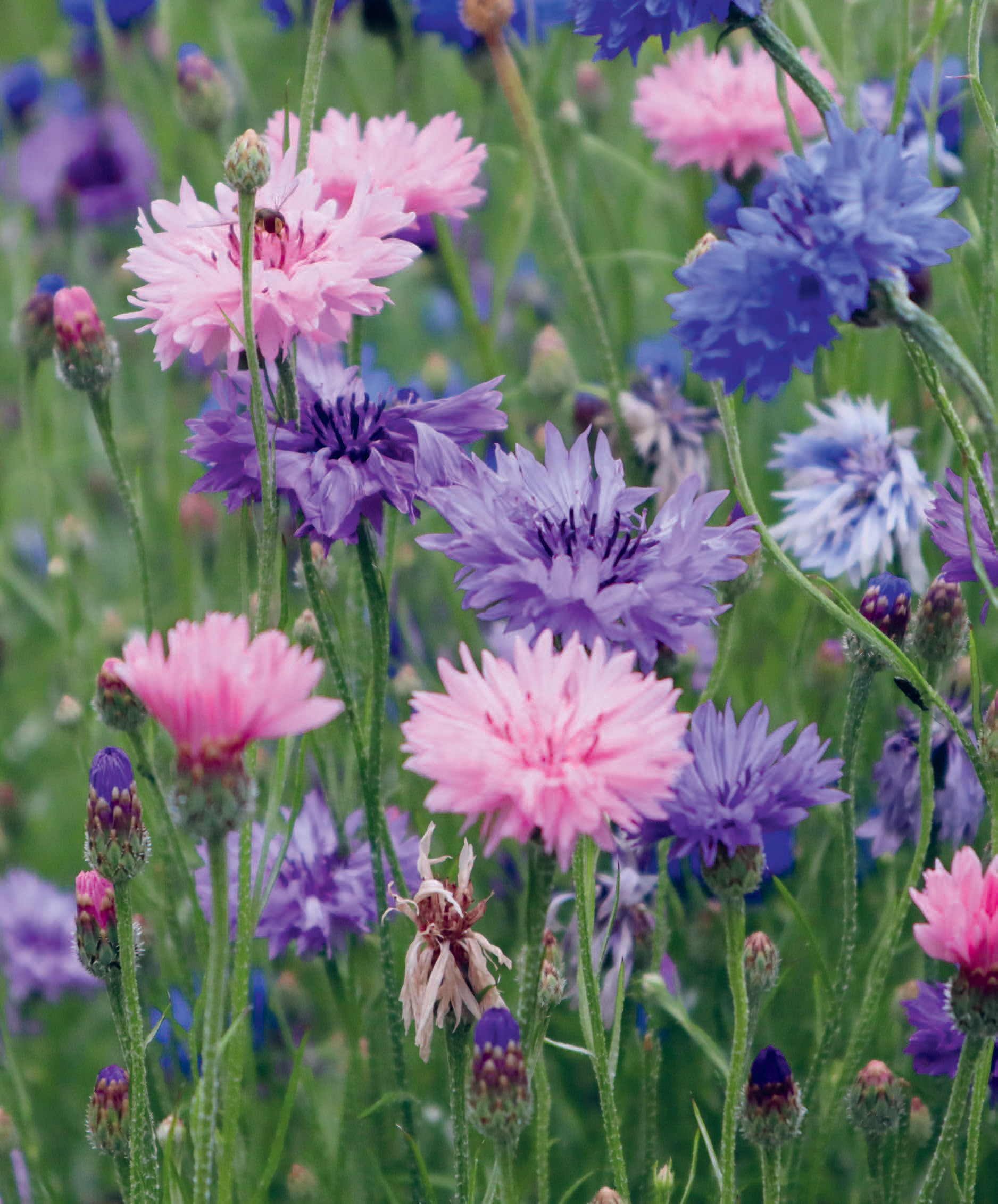 Bltenreich  Schnittblumen mit Herz und Hand vermehren: Die Kornblume