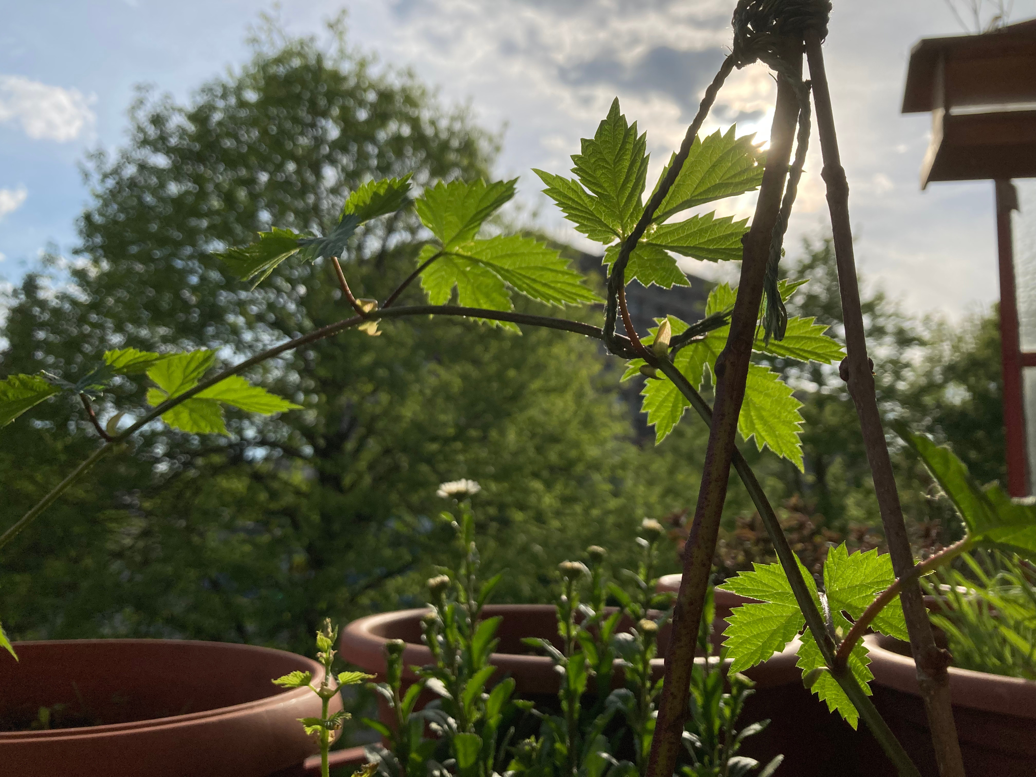 Kletterpflanze-hf_Gartenbotanik