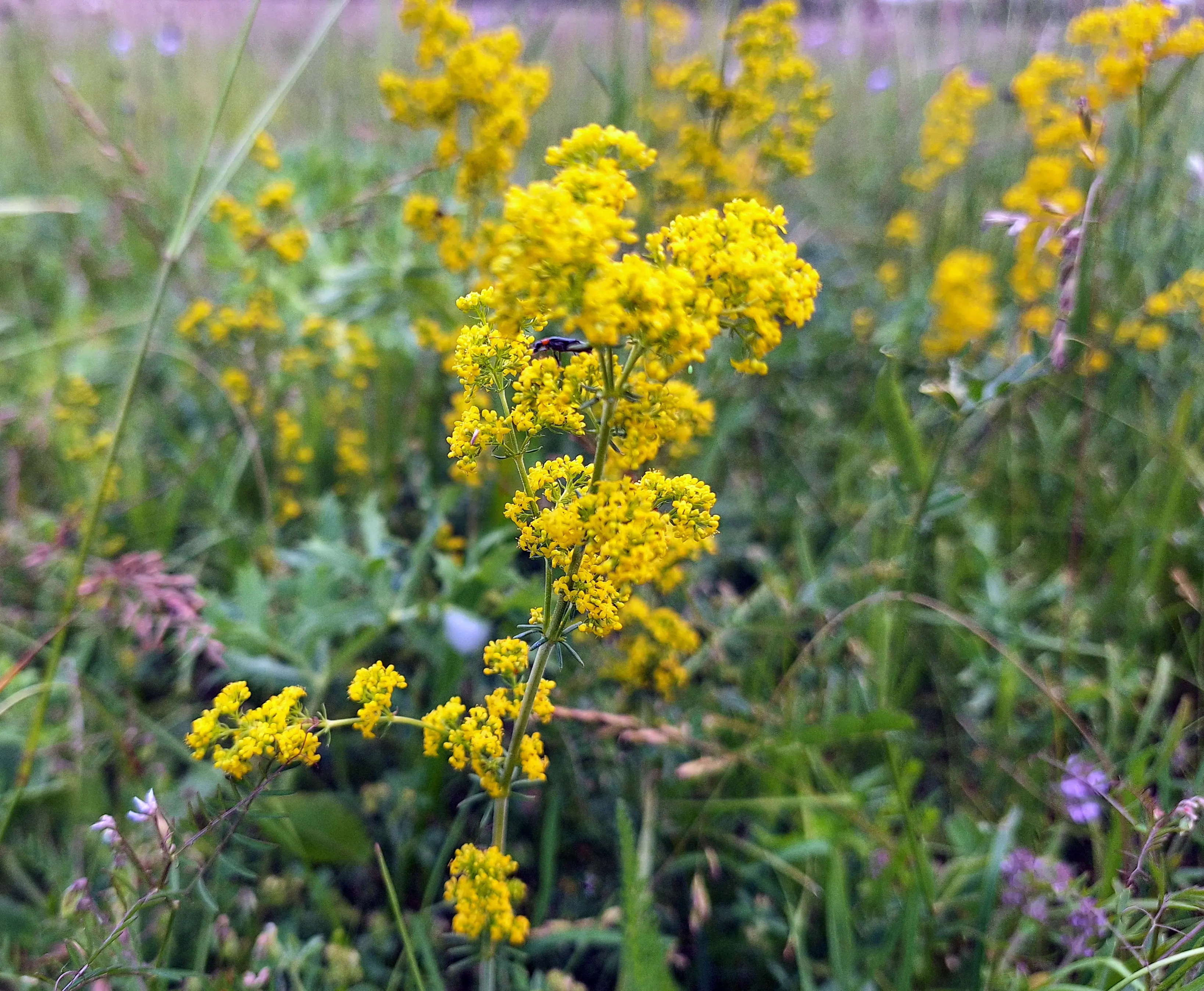 077_Kugler_Klimastarke Stauden_9783258084565_(c)JOACHIM KUGLER