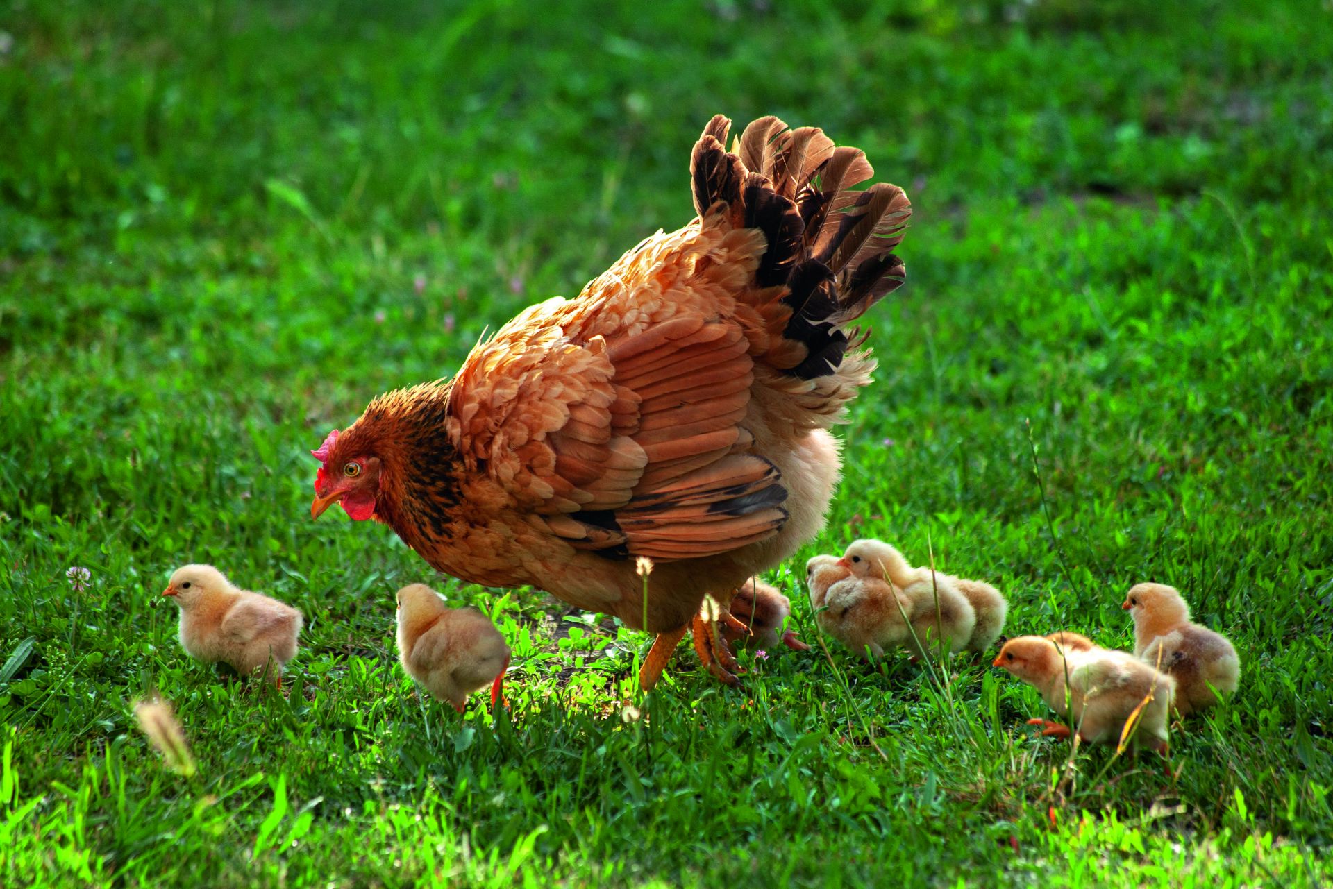 HauptAutorin Melissa Caughey: How to Read a Chicken's Mind