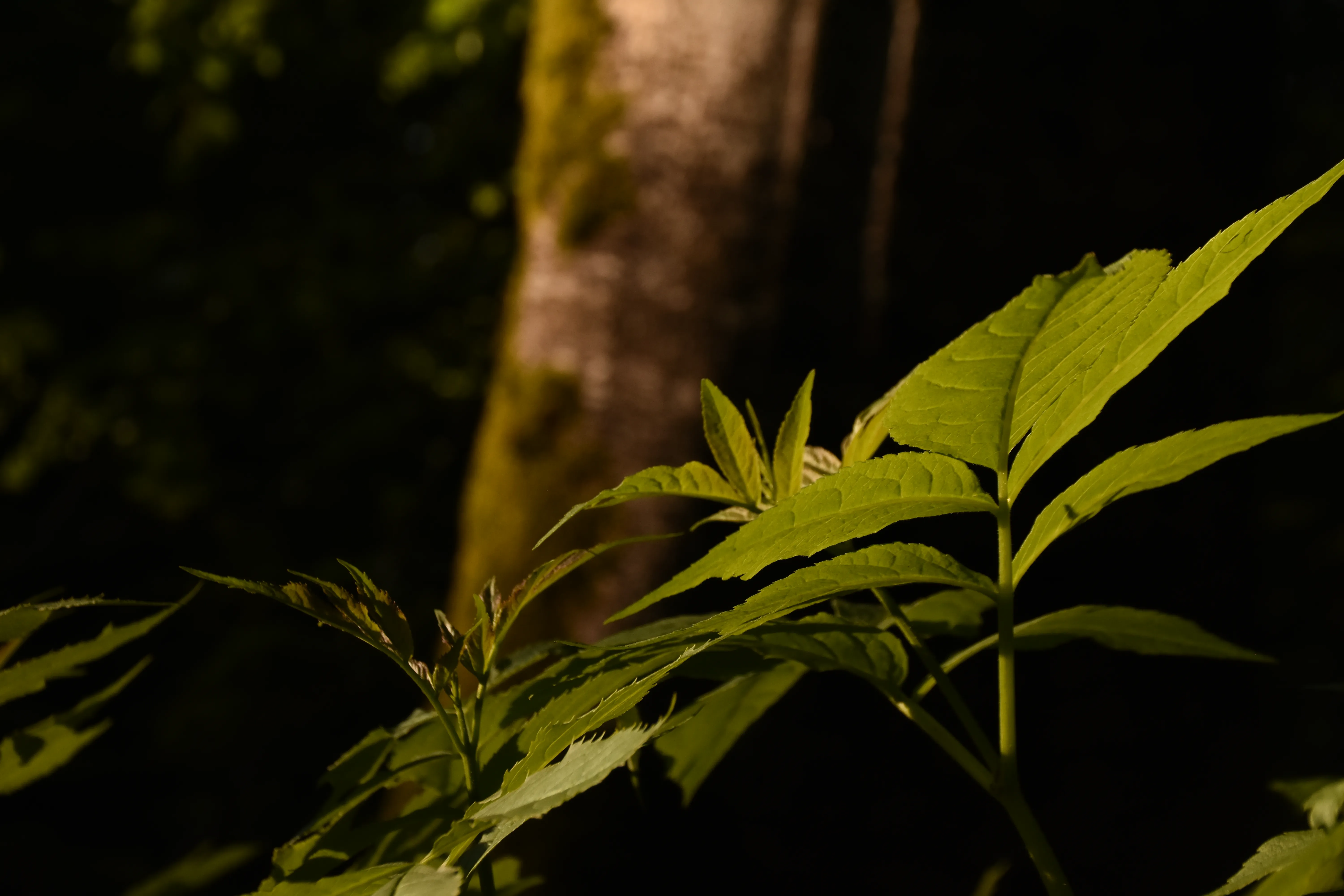 Schattenpflanzen in Wald-hf-Schwingesbauer